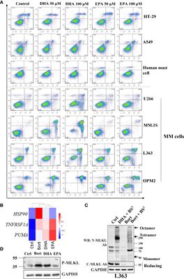 Cell Death Triggers Induce MLKL Cleavage in Multiple Myeloma Cells, Which may Promote Cell Death